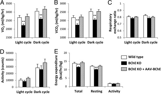 Energy expenditure and spontaneous activity across light and dark cycles. VO2 (A) and CO2 production (B), respiratory exchange ratio (C), spontaneous locomotor activity (D), and energy expenditure (E) were measured in Comprehensive Lab Animal Monitoring System metabolic chambers. All mice were 7 months old and had been on HFD for 6 months. Data are mean ± SEM (n = 8); **, P < .01 vs wild-type control.