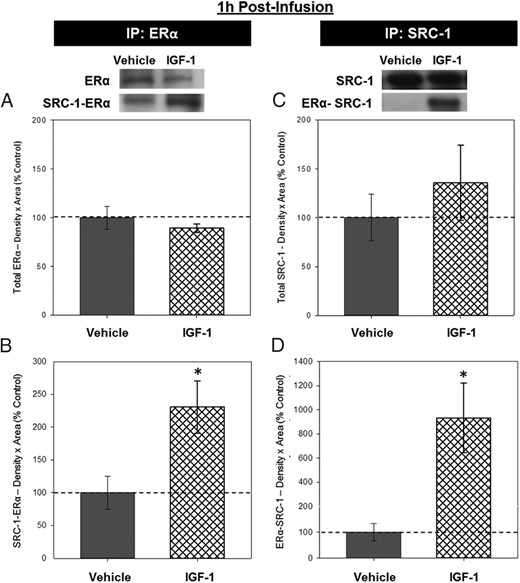 Effects of IGF-1 infusion on the association between ERα and SRC-1 in the hippocampus 1 hour after infusion. Hippocampi were collected from ovariectomized rats 1 hour after an i.c.v. infusion of aCSF vehicle or IGF-1 and processed for co-IP. Western blotting data showing effects of treatments on levels of ERα (A) and SRC-1 associated with ERα (B) in lysate in which ERα was IP for ERα and on levels of SRC-1 (C) and ERα that was associated with SRC-1 (D) in lysate that was IP for SRC-1. Mean density × area (±SEM) relative to vehicle control group; *, P < .05. Representative blot images for ERα, SRC-1-ERα, SRC-1, and ERα-SRC-1 are shown in insets above graphs.