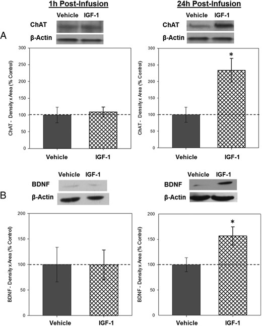 Effects of IGF-1 on levels of ChAT and BDNF in the hippocampus 1 and 24 hours after infusion. Hippocampi were collected from ovariectomized rats 1 and 24 hours after an i.c.v. infusion of aCSF vehicle or IGF-1. Western blotting data showing effects of treatments on levels of ChAT (A) and BDNF (B) 1 and 24 hours after infusion. Mean density × area (±SEM) relative to vehicle control group; *, P < .05. Representative blot images for ChAT, BDNF, and the loading control β-actin are shown in insets above the respective graphs.