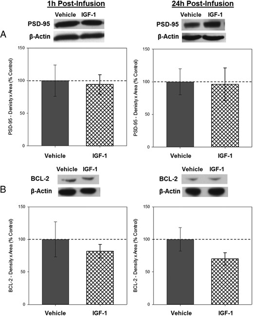 Effects of IGF-1 on levels of PSD-95 and BCL-2 1 and 24 hours in the hippocampus 1 and 24 hours after infusion. Hippocampi were collected from ovariectomized rats 1 and 24 hours after an i.c.v. infusion of aCSF vehicle or IGF-1. Western blotting data showing effects of treatments on levels of PSD-95 (A) and BCL-2 (B) 1 and 24 hours after infusion. Mean density × area (±SEM) relative to vehicle control group. Representative blot images for PSD-95, BCl-2, and the loading control β-actin are shown in insets above the respective graphs.