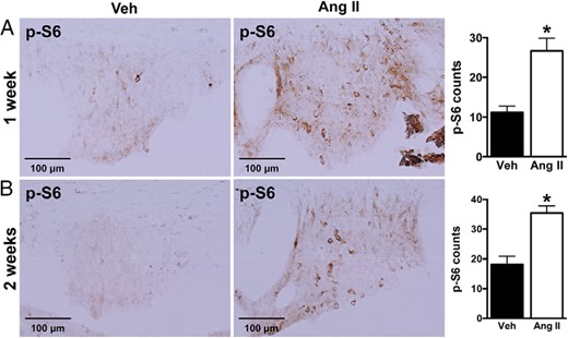 Effect of systemic Ang II infusion on mTORC1 signaling in the SFO. Subcutaneous infusion of Ang II (1000 ng/kg · min) for 1 week (A) or 2 weeks (B) significantly increased the positive cell number of phosphorylated S6 (p-S6) in the SFO of wild-type mice. Microphotographs (×20 magnification) of phospho-S6 staining in the SFO and quantification data are displayed. Values are mean ± SEM, n = 5–8 per treatment; *, P < .05, t test.