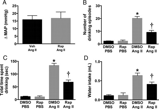 Effect of rapamycin (Rap) on Ang II-induced acute dipsogenic and pressor responses. Rapamycin pretreatment (10 ng, 10 min, ICV) inhibited ICV Ang II (200 ng, 30 min)-evoked increase in the frequency (A), duration (B), and amount (C) of water intake. ICV Ang II-induced increase in MAP was not affected by rapamycin pretreatment (D). n = 4–8; *, P < .05, one-way ANOVA or t test.