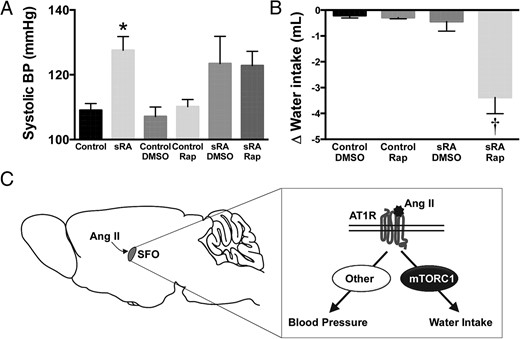Effect of rapamycin on SBP and water intake in sRA mice. A, Daily ICV treatment with rapamycin (10 ng/d for 7 d) failed to decrease SBP in sRA mice. B, Daily ICV administration of rapamycin (10 ng/d for 3 d) reduced 24-hour water intake in sRA mice. C, Schematic summarizing the selective role of mTORC1 signaling in the SFO in underlying Ang II-mediated control of water intake vs BP. Values are mean ± SEM, n = 6–20 per group; *, P < .05 vs control groups; †, P < .05 vs all other groups, one-way ANOVA.