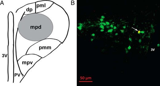 Identification of recorded CRH neurons in hypothalamic paraventricular nucleus (PVN) region. A, Schematic representation of the mouse PVN, highlighting the anatomical location of putative neuroendocrine CRH neurons in the mpd region (black circle), located between the third ventricle and lateral cluster of large neurons. B, Confirmation of the neurochemical profile of recorded CRH neurons after patch clamp recording by intracellular dye labeling (Alexa Fluor 594, added 0.1% intracellularly into internal solution) followed by immunohistochemical analysis. A representative image is shown as an example (yellow; see arrow) of an identified CRH-immunopositive (Alexa Fluor 633, green) neuron in the PVN region of a coronal mouse brain slice, with its recorded location labeled with Alexa Fluor 594 (red). Scale bar, 50 μm. Abbreviations: dp, dorsal parvocellular division; mpd, dorsal portion of the medial parvocellular division; mpv, ventral portion of the medial parvocellular division; pmm, medial portion of posterior magnocellular division; pml, lateral portion of posterior magnocellular division; pv, periventricular parvocellular division; 3V, third ventricle.