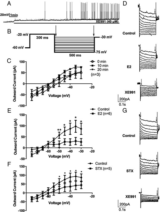 17β-estradiol (E2) and STX rapidly suppressed the M-current in recorded PVN CRH neurons. A, An example of continuous firing activity in a recorded CRH+ neuron during perfusion of selective KCNQ channel blocker XE991 (40μM) for 10 minutes. B, The deactivation protocol used to record the M-current in CRH neurons: from a holding potential of −60 mV, a voltage jump to −20 mV (300 ms) was followed by steps from −30 to −75 mV in 5-mV increments (500 ms). C, No M-current rundown was observed over a 20-minute duration (n = 3). D, Example of M-current traces under control conditions (control) and after perfusion with E2 (10 min, 100nM) and subsequent perfusion with XE991 (10 min, 40μM). E, I-V plot of M-current from −75 to −30 mV under control conditions compared with after bath perfusion with E2 (10 min, 100nM, n = 6). F, I-V plot of M-current from −75 to −30 mV under control conditions and after bath perfusion with STX (10 min, 100nM, n = 5). G, Example of M-current traces under control conditions (control) and after perfusion with STX (10 min, 100nM) and subsequent perfusion of XE991 (10 min, 40μM). All I-V plots were analyzed with a repeated-measures, two-way ANOVA, and post hoc Newman-Keuls comparisons. Maximum peak current was analyzed by a paired Student's t test (*, P < .05; **, P < .01).