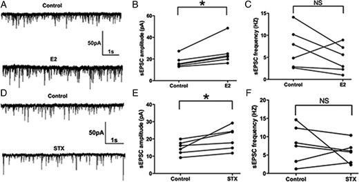 E2 and STX rapidly potentiated the amplitude of spontaneous excitatory postsynaptic currents (sEPSCs) in PVN CRH neurons. A, An example of sEPSC during control conditions and perfusion of E2 (10 min, 100nM). B, Average sEPSC amplitude increased after E2 perfusion. C, Average sEPSC frequency did not change after E2 perfusion. D, An example of sEPSC during control conditions and perfusion of STX (10 min, 100nM). E, Average sEPSC amplitude increased after perfusion of STX. F, Average sEPSC frequency did not change after STX perfusion. Scale bars shows a 50-pA amplitude and 1-second duration. Data were analyzed by a paired Student's t test (*, P < .05). NS, no significant difference (P > .05).