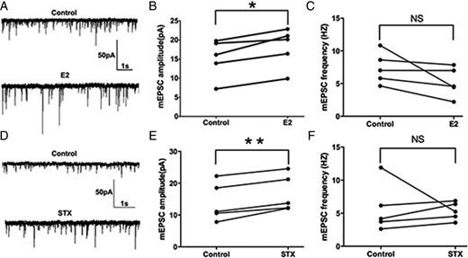 E2 and STX rapidly potentiated the amplitude of miniature EPSCs (mEPSC) in PVH CRH neurons. A, An example of mEPSC during control conditions and perfusion of E2 (10 min, 100nM). B, Average mEPSC amplitude increased after perfusion of E2. C, Average mEPSC frequency did not change after E2 perfusion. D, An example of mEPSC during control conditions and perfusion of STX (10 min, 100nM). E, Average mEPSC amplitude increased after perfusion of STX. F, Average mEPSC frequency did not change after STX perfusion. Scale bar shows a 50-pA amplitude and 1-second duration. Data were analyzed by a paired Student's t test (*, P < .05; **, P < .01). NS, no significant difference (P > .05).