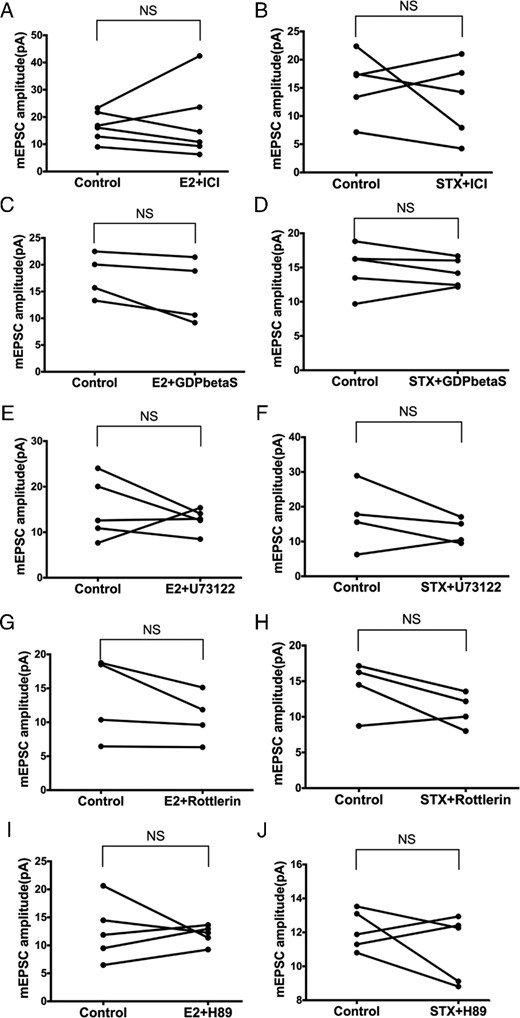 The rapid effects of E2 and STX on mEPSC are mediated by the Gq-mER linked to PLC-PKCδ-PKA signaling in PVH CRH neurons. No significant differences in the mEPSC amplitude were found between control conditions and E2 (10 min, 100nM) or STX (10 min, 100nM) coperfusion with (A and B) ERα antagonist ICI (1μM, E2: n = 6, STX: n = 5), (C and D) with Gq inhibitor GDPβS (2mM, E2: n = 4, STX: n = 5) intracellularly dialyzed through patch pipette, (E and F) with PLC inhibitor U73122 (10μM, E2: n = 5, STX: n = 4), (G and H) with selective PKCδ inhibitor rottlerin (5μM, both n = 4), or (I and J) with specific PKA inhibitor H89 (10μM, both n = 5). Data were analyzed by a paired Student's t test. NS, no significant difference (P > .05).