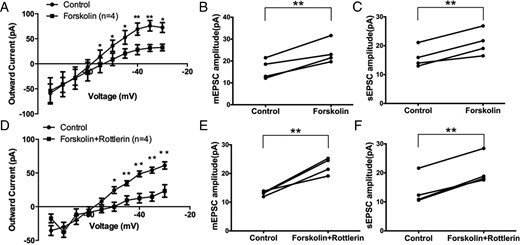 PKCδ activation lies upstream of PKA activation in the Gq-mER pathway in PVH CRH neurons. Application of PKA activator forskolin (10 min, 10μM) (A) inhibited the M-current (n = 4) and (B) potentiated mEPSC amplitude (n = 4) and (C) sEPSC amplitude (n = 4). Coperfusion of forskolin (10 min, 10μM) with the PKCδ inhibitor rottlerin (5μM) (D) inhibited the M-current (n = 4) and (E) potentiated mEPSC amplitude (n = 4) and (F) sEPSC amplitude (n = 4). Data were analyzed by a paired Student's t test (*, P < .05; **, P < .01).