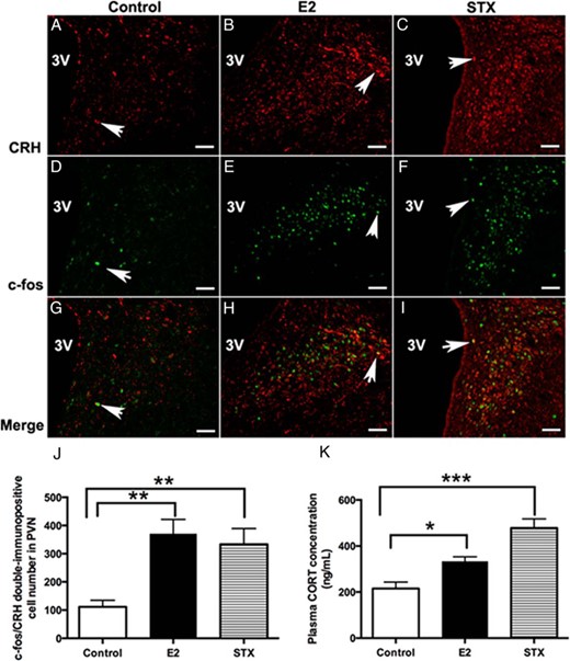 Comparison of the average number of c-fos+/CRH+ double-labeled neurons in the PVN and basal plasma corticosterone (CORT) concentration between E2- or STX-treated females and controls. A–C, Examples of CRH immunofluorescence labeling in the PVN from control (DMSO) and E2- and STX-treated, ovx females. D–F, Examples of c-fos immunofluorescence labeling in the PVN from control and E2- and STX-treated, ovx females. G–I, Merged panels from A+D, B+E, and C+F, respectively, demonstrating typical examples of c-fos+/CRH+ double-labeling in each group. Arrows point to examples of c-fos+/CRH+ double-labeled neurons. Scale bar, 50 μm. J, The average number of c-fos+/CRH+-labeled neurons in control, E2, or STX groups (n = 4 each). E2 (P < .01) and STX (P < .01) increased the number of c-fos+/CRH+-labeled neurons in the PVN. K, Basal plasma CORT levels in control, E2, or STX groups (n = 4 each). E2 (P < .05) and STX (P < .001) increased basal plasma CORT level compared with control. Data were analyzed by a one-way ANOVA with post hoc Newman-Keuls comparisons (*, P < .05; **, P < .01; ***, P < .001).
