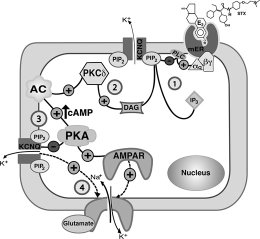 A model cell illustrates the Gq-mER signaling pathway in hypothalamic PVN CRH neurons that mediates the modulatory effect of E2 (or STX) on the M-current and on mEPSCs (1). E2 (or STX) activates a membrane-associated ER (mER) that is Gq coupled. The Gq protein activates PLC to catalyze the hydrolysis of membrane-bound PIP2 into IP3 and DAG (2). DAG activates PKCδ to augment adenylyl cyclase (AC) activity and generate cAMP, which in turn activates PKA (3). PKA phosphorylates KCNQ subunits to inhibit the M-current. Meanwhile, the hydrolysis of PIP2 (in step 1) in the membrane inhibits KCNQ activity. The change in ion (K+) conductance may alter the properties of EPSC (amplitude or frequency). The activation of PKA may also lead to the phosphorylation of AMPAR subunit (eg, GluR1-containing) augmenting membrane trafficking and recruitment to rapidly increases the amplitude of AMPAR currents (4).