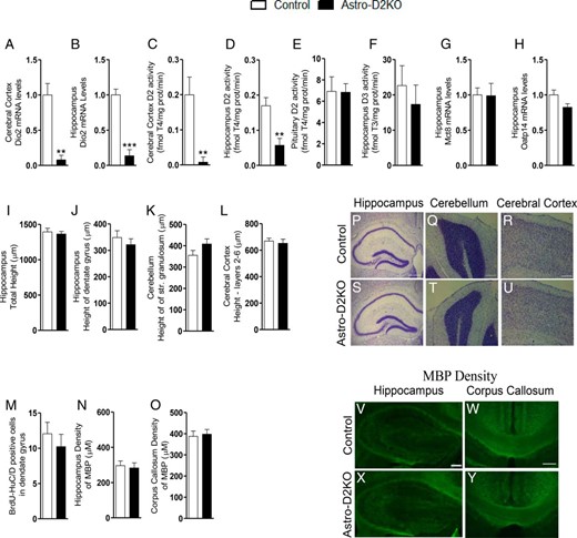 Deiodinases, gene expression, and histological structure in Astro-D2KO Brain. A and B, Dio2 mRNA levels in cerebral cortex and hippocampus. C–E, D2 activity in the cerebral cortex, hippocampus, and pituitary gland. F, D3 activity in the hippocampus. G and H, Mct8 and Oatp14 mRNA levels in the hippocampus. Nissl-stained sections: I, hippocampus, total height (μM); J, hippocampus, height of dentate gyrus (μM); K, cerebellum, height of str. granulosum (μM); and L, cerebral cortex, heights of layers 2–6 (μM). M, Number of BrdU-HuC/D-positive cells in dentate gyrus. Density of MBP: N, hippocampus (μM); and O, corpus callosum (μM). Low-power magnification images illustrating Nissl-stained sections: P–S, hippocampus (HC), Q–T, cerebellum (CB), and R–U, cerebral cortex of control and Astro-D2KO animals. Nissl hippocampus, 500 μM; Nissl stained cerebral cortex and cerebellum, 200 μM. Low-power magnification immunofluorescence images illustrating MBP expression: V–X, hippocampus and W–Y, corpus callosum in control and Astro-D2KO animals. Fluor hippocampus and corpus callosum, 200 μM. Values are the mean ± SEM (n = 5–8). **, P < .01, ***, P < .001 as compared with control mice.