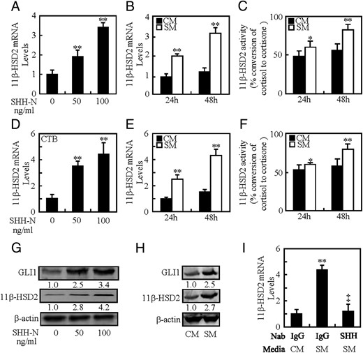 Induction of 11β-HSD2 expression by SHH. A and B, 11β-HSD2 mRNA levels in BeWo cells after culture with N-SHH or SM. C, 11β-HSD2 activity in BeWo cells after culture with SM. D and E, 11β-HSD2 mRNA levels in CTBs after culture with N-SHH or SM. F, 11β-HSD2 activity in CTBs after culture with SM. G and H, 11β-HSD2 and GLI1 protein levels in BeWo cells after culture with N-SHH or SM. I, 11β-HSD2 mRNA levels in BeWo cells after culture with 5E1 anti-SHH neutralizing antibody. mRNA and protein abundance was normalized to β-actin, respectively; *, P < .05; **, P < .01 vs CM or vehicle; ‡, P < .01 vs SM with control antibody; n = 6; error bar, SD.