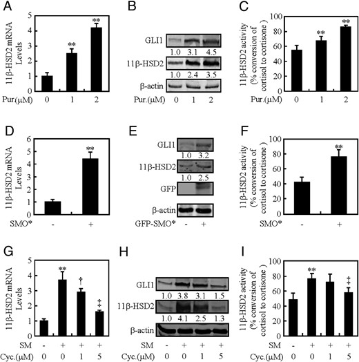 SMO is involved in HH-induced 11β-HSD2 expression. A–C, 11β-HSD2 mRNA levels, protein levels of 11β-HSD2 and GLI1, and 11β-HSD2 activity after treatment with Pur for 48 hours in BeWo cells. D–F, 11β-HSD2 mRNA levels, protein levels of 11β-HSD2 and GLI1, and 11β-HSD2 activity after overexpression of SMO* in BeWo cells. G–I, 11β-HSD2 mRNA and protein levels, and 11β-HSD2 activity after treatment with Cyc for 48 hours in BeWo cells. RNA and protein abundance was normalized to β-actin, respectively. †, P < .05; **, ‡, P < .01 vs vehicle, empty vector, CM, or SM with vehicle; n = 6; error bar, SD.