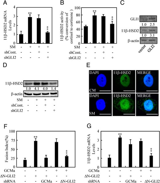 HH-induced 11β-HSD2 expression is independent of syncytialization. A, B, and D, 11β-HSD2 mRNA and protein levels, and 11β-HSD2 activity after GLI2 was knocked down in JAR cells in the presence of CM or SM. C, 11β-HSD2 and GLI1 protein levels in BeWo cells transfected with the indicated plasmids. E, Immunofluorestaining of 11β-HSD2 in BeWo cells after 48 hours of culture in either SM or CM. F and G, Fusion index and 11β-HSD2 mRNA levels after BeWo cells were transient transfected and infected with the indicated plasmids and lentiviruses. RNA and protein abundance was normalized to β-actin, respectively; ** and ‡, P < .01 vs CM, empty vector with control-shRNA, ΔN-GLI2 with control-shRNA, or GCMa with control-shRNA; n = 6; error bar, SD. Scale bar, 80 μm.