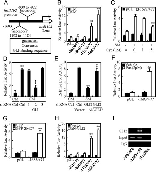 hsd11b2 is a direct downstream target of HH signaling. A, Schematic presentations of promoter regions with potential GLI consensus and nonconsensus binding sites of hsd11b2 gene encoding 11β-HSD2. B–H, Dual-luciferase assays in BeWo cells treated with the indicated conditions. I, ChIP followed by PCR (ChIP-PCR) in CTBs by using antibody against GLI2. The abundance was normalized to the corresponding input. ** and ‡, P < .01 vs empty vector with control-shRNA, ΔN-GLI2 with control-shRNA, CM, SM, SM with vehicle, empty vector, CM with control-shRNA, SM with control-shRNA, or SM with GLI2-shRNA; n = 6; error bar, SD.