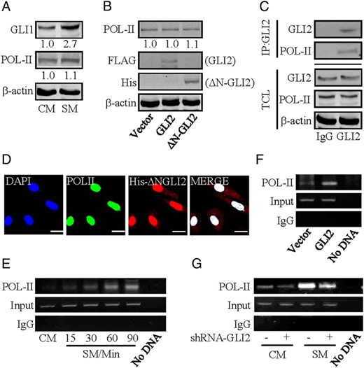 Complex formation of GLI2 and RNA polymerase II. A and B, Protein levels of RNA polymerase II in BeWo cells after treatment with the indicated conditions. Protein abundance was normalized to β-actin, respectively. C, Coimmunoprecipitation of endogenous GLI2 and RNA polymerase II in BeWo cells. IP: GLI2; WB: RNA polymerase II. Protein abundance was normalized to β-actin. D, Immunofluorescent staining of His-tagged ΔN-GLI2 and RNA polymerase II in HEK293 cells. E–G, ChIP followed by PCR (ChIP-PCR) in CTBs by using antibody against RNA polymerase II. The abundance was normalized to the corresponding input; n = 6. Scale bar, 20 μm.