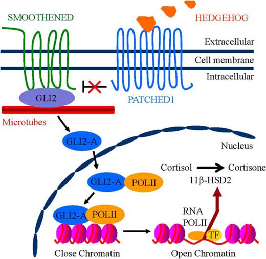 Schematic graph showing the proposed model for HH/GLI2-induced 11β-HSD2 expression in human trophoblasts. In the presence of HH ligands, binding of HH to PTCH1 relieves the inhibition of SMO, resulting in activation of GLI2-A (active form of GLI2). GLI2-A enters the nucleus, which thereby forms a transcriptional complex with RNA polymerase II that transactivates downstream target hsd11b2 converting cortisol to cortisone.