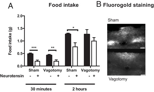 Subdiaphragmatic vagotomy. A, NT (3600 nmol/kg) inhibited feeding both in vagotomized and sham mice but the inhibition lasted longer in sham mice. B, Representative pictures of fluorogold labeling in the DMX (n = 6–7). Scale bars, 100 μM. Data were tested with a two-way ANOVA with Sidak post hoc test (A). *, P < .05; **, P < .01; ***, P < .001. Error bars represent SEM.