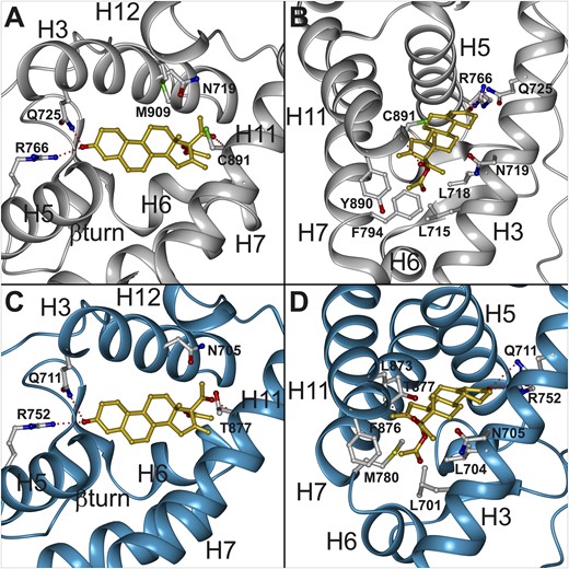 Docking of NES within the PR and AR ligand-binding cavity. (A, B) Accommodation mode of NES within the PR LBD (PDB ID: 1A28). The α-helices of the PR LBD are depicted as gray ribbons. (C, D) NES accommodation within the AR LBD (PDB ID: 2AMA). The α-helices of the AR LBD are depicted as blue ribbons. Some residues in the binding pockets are shown with their carbon, oxygen, nitrogen, and sulfur atoms colored in gray, red, blue, and green, respectively. The carbon and oxygen atoms of the ligand NES are colored in gold and red, respectively. The figure panels were generated using the Dino package (DINO: Visualizing Structural Biology 2002) (http://www.dino3d.org). The view in B and D was obtained by applying 90° rotations (around the x and y axis) on the view of A and C.