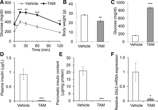 Glis3 ubiquitous inactivation in adult mice leads to fulminant diabetes. (A) Eight-week-old Glis3fl/fl/RosaCreERT2 male mice were treated with TAM or vehicle. Two weeks after treatment, gavage glucose tolerance test was performed after 6-hours fast. Plasma glucose was measured at time 0, 15, 30, 60, and 120 minutes after glucose injection (1.5 g/kg body weight) (N = 6). (B–F) Glis3fl/fl/RosaCreERT2 mice were treated with TAM or vehicle, and 4 weeks after treatment, their body weights (B), blood glucose (C), plasma insulin (D), pancreatic insulin content (E), and Glis3 gene expression in the isolated islets were presented (N = 6). *P < 0.05; **P < 0.01; ***P < 0.001, versus vehicle-treated mice.