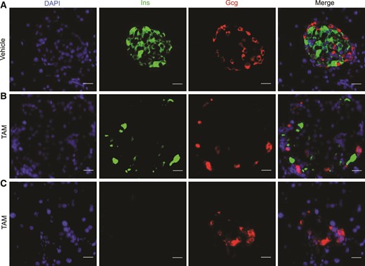 Glis3 inactivation in adult mice drastically reduces insulin expression in the islets. Immunostaining of Ins and Gcg in the pancreas of Glis3fl/fl/RosaCreERT2 mice at 4 weeks after vehicle (A) or TAM (B, C) treatment. Representative images of 4 fluorescent sections (approximately every 10th section) processed from 4 independent pancreata for each genotype. Scale bar, 20 μm.