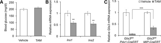 TAM-treated Glis3fl/fl/MipCreERT mice fail to develop diabetes. (A) The morning random blood glucose in Glis3fl/fl/MipCreERT mice at 8 weeks after vehicle or TAM treatment (N = 6). (B) The mRNA expression of Ins1 and Ins2 of islets isolated from Glis3fl/fl/MipCreERT mice at 2 weeks after vehicle or TAM treatment (N = 6 to 8). (C) The mRNA expression of Glis3 in the isolated islets of Glis3fl/fl/Pdx1CreERT at 10 days and of Glis3fl/fl/MipCreERT mice at 2 weeks after vehicle or TAM treatment (N = 6 to 8). **P < 0.01; ***P < 0.001.