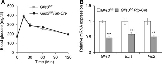 Glis3fl/fl/RipCre mice do not develop diabetes. (A) Gavage glucose tolerance test (GTT) was performed after 6-hours fast in Glis3fl/fl/RipCre and Glis3fl/fl control mice. (B) The mRNA expression of Glis3, Ins1, and Ins2 in the isolated islets from Glis3fl/fl and Glis3fl/fl/RipCre mice. These mice were 10–12 weeks of age (N = 6). **P < 0.01; ***P < 0.001, versusGlis3fl/fl control mice.