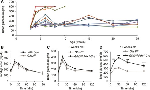 Glis3fl/fl/Pdx1Cre mice develop variable diabetes phenotypes. (A) The morning random blood glucose was monitored in Glis3fl/fl/Pdx1Cre mice at different ages, as indicated. Each line indicates an individual mouse. (B) Gavage glucose tolerance test was performed after 6-hours fast in male Glis3fl/fl and wild-type mice at 12 weeks old (N = 6). (C, D) Gavage GTT was performed after 6-hours fast in male Glis3fl/fl/Pdx1Cre mice at 3 weeks old (C) and 10 weeks old (D) (n = 6). **P < 0.01; ***P < 0.001, versusGlis3fl/fl control mice.