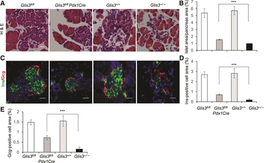 More severe insulin deficiency in the pancreas of Glis3−/− mice than that in Glis3fl/fl/Pdx1Cre mice at birth. (A, B) Representative images and quantification of islet area for each genotype, as indicated. (C–E) Representative images and quantification of Ins and Gcg staining for each group of mice, as indicated. We performed these studies on 4 hematoxylin and eosin (H&E) or fluorescent sections (approximately every 10th section) processed from 4 independent pancreata for each genotype. Scale bar, 40 μm. ***P < 0.001.