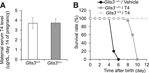 Hypothyroidism is not a major determinant of the severe neonatal diabetes and lethality in Glis3−/− mice. (A) Serum total T4 levels of maternal Glis3+/+ and Glis3+/− mice at midgestation (N = 5 to 8). (B) Survival rate of Glis3+/+ and Glis3−/− mice treated daily with L-T4 (0.4 µg/g body weight) or vehicle. N = 10 to 12 mice for each group.
