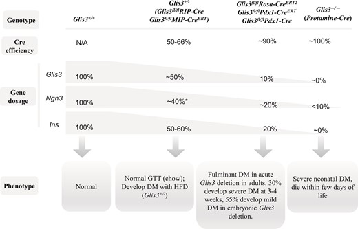 Schematic diagram of Cre efficiency, Glis3 dosage, and phenotype. The recombination efficiency of RipCre and MipCreERT was ∼50% to 66% in islets, causing ∼50% reduction of Glis3 and Ins expression, which is similar to the level in Glis3+/− mice. These mice exhibit normal glucose homeostasis under regular chow condition, and may develop diabetes after high-fat diet feeding (Glis3+/− mice). *Note: The expression of Ngn3 was reduced by ∼40% in fetal Glis3+/− mice, but not changed in Glis3fl/fl/RipCre, and TAM-treated Glis3fl/fl/MipCreERT mice. RosaCreERT2, Pdx1CreERT, and Pdx1Cre display more robust recombination efficiency (∼90%), leading to ∼90% reduction of Glis3. The residual ∼10% of Glis3 is sufficient to transactivate ∼20% of Ngn3 and Ins in the pancreas. These mice develop fulminant diabetes in acute Glis3 deletion in adults (RosaCreERT2, Pdx1CreERT), and they develop variable degrees of diabetes in embryonic Glis3 deletion (Pdx1Cre). Protamine-Cre–mediated Glis3 deletion (Glis3−/−) shows essentially 100% recombination efficiency, resulting in near total absence of Glis3 and Ins, as well as <10% of Ngn3 in the pancreas, culminating in fulminant neonatal diabetes and death.