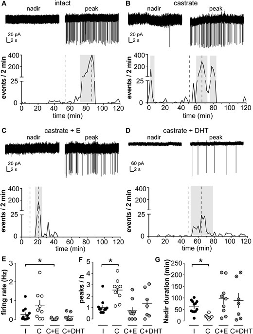 KNDy neurons exhibit spontaneous episodic activity that is regulated by steroids. (A–D) Top: representative extracellular recordings of KNDy neurons from (A) intact (I), (B) castrated (C), (C) castrated + estradiol (C+E), and (D) castrated + DHT (C+DHT) male mice during a nadir and a peak; bottom: pattern of activity plotted as number of events per 2 minutes. Note vertical axis scale change for top panel in D, as events were larger-amplitude in this recording, which was selected for the representative nature of event pattern. Amplitude is not a meaningful measure of biological changes with this type of recording as it depends on several technical, rather than biological, variables. Gray boxes show peaks detected by a version of Cluster running in IgorPro software. Dashed lines on the bottom panels indicate the timing of the traces in the top panel of each figure. (E, F, G) Individual values and mean ± SEM for (E) firing rate, (F) peaks/h, and (G) nadir duration. *P < 0.05 vs intact group, Kruskal-Wallis/Dunn test.