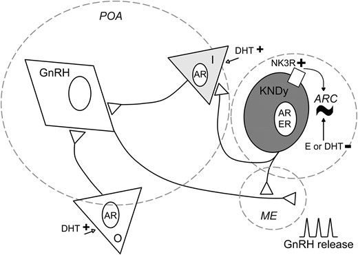 Proposed model of KNDy neurons as direct and indirect modulators of rhythmicity for episodic, steroid-dependent GnRH release. KNDy neurons in the arcuate (ARC) generate a rhythm of activity (∼). They send projections to GnRH neuron terminals in the median eminence (ME) and may also influence GnRH neuron somata in the preoptic area (POA) indirectly via intermediate (I) neurons (gray triangle). The episodic activity observed in KNDy neurons may be transmitted to GnRH neurons via either pathway. Sex steroids modulate this episodic activity. At KNDy neurons, estradiol (E) and DHT inhibit long-term episodic activity. At other populations (O; white triangle) and/or intermediate neurons that express androgen receptor (AR), DHT may initiate excitatory signals to GnRH neurons (open arrows), modifying the ultimate rhythm of GnRH release from the ME. NK3R may also be involved in the generation of this rhythm, as the modulation of NK3R signaling modifies long-term episodic activity of these cells. ER, estrogen receptor.