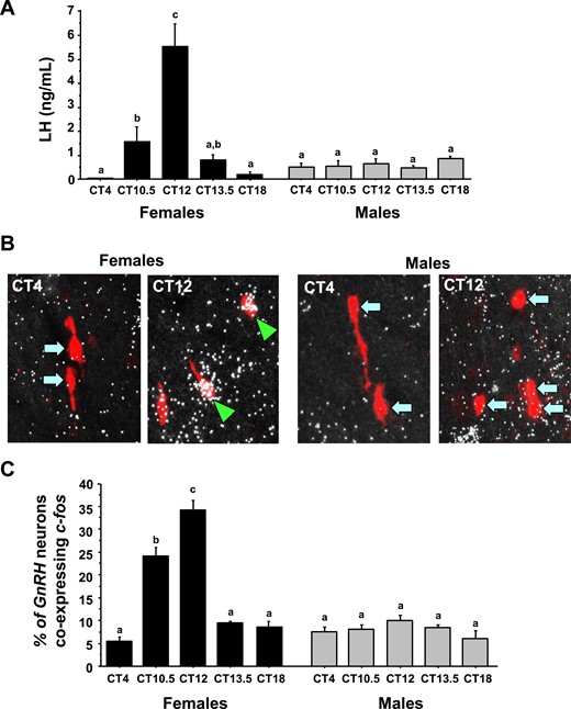 Circadian-timed changes in LH and cfos induction in GnRH neurons of gonadectomized and estrogen-replaced animals. (A) Serum LH of gonadectomized and estrogen-replaced female and male mice. Female mice show statistically significant circadian-timed increase in serum LH, occurring shortly before and during the dark phase, whereas males show no differences in serum LH at any time. (B) Representative photomicrographs of cfos (a marker of neuronal activation, silver grains) colocalizing with Gnrh neurons (red fluorescence) of both males and females at two circadian time points (all mice are gonadectomized and had estrogen replaced). Green arrowheads, Gnrh cells with cfos; blue arrows, example Gnrh cells lacking cfos expression. (C) Quantification of the percent colocalization of cfos in Gnrh neurons. Different lowercase letters indicate significantly different groups (P < 0.05).