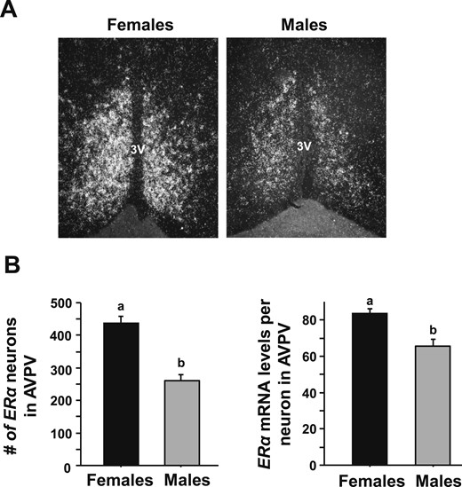 Single-label ISH for ERα mRNA expression in AVPV/PeN in male and female mice. (A) Representative photomicrographs of ERα in the AVPV/PeN in E2-treated male and female mice at CT12. Female mice have a considerably higher degree of ERα in the AVPV/PeN than do males. (B) Quantification of the gene expression of ERα in the AVPV/PeN of E2-treated males and females. Different lowercase letters indicate significantly different groups (P < 0.05).