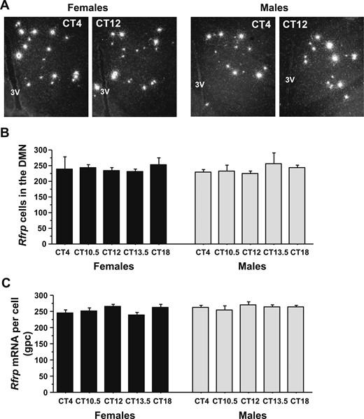 ISH for Rfrp mRNA in the DMN before and during the time of the LH surge. (A) Representative photomicrographs of Rfrp mRNA in the AVPV/PeN in E2-treated males and females at two circadian times. (B) Quantification of the number of Rfrp neurons in the DMN of E2-treated male and female mice at different circadian times. (C) Quantification of the relative Rfrp mRNA per cell in E2-treated male and female mice across the circadian day. Different letters indicate significantly different groups (P < 0.05). 3V, third ventricle.