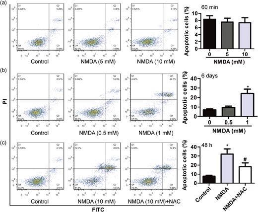NMDA induces MIN6 cell apoptosis. (a) The apoptotic rate of MIN6 β-cells incubated for another 47 hours after pretreatment with different concentration of NMDA (5 and 10 mM) for 60 minutes (n = 4). (b) The apoptotic rate of MIN6 β-cells exposed to different concentration of NMDA (0.5 and 1 mM) for 6 days (n = 4; *P < 0.05 vs the control group). (c) The apoptotic rate of MIN6 β-cells exposed to NMDA (10 mM) for 48 hours in the absence or presence of NAC (0.5 mM) (n = 4; F = 29.310; *P < 0.05 vs the control group; #P < 0.05 vs the NMDA group).