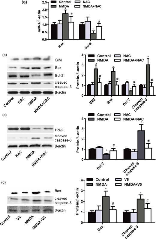 NMDA induces MIN6 cell apoptosis via the mitochondrial apoptotic pathway. (a) Bar graphs representing the expression of Bax and Bcl-2 mRNA in MIN6 β-cells treated with NMDA (10 mM) for 48 hours with or without NAC (0.5 mM) assessed by quantitative real-time PCR (n = 6; *P < 0.05 vs the control group; #P < 0.05 vs the NMDA group). (b) Western blot and bar graphs showing the protein expression of BIM, Bax, Bcl-2, and cleaved caspase-3 in MIN6 β-cells treated with NMDA (10 mM) for 48 hours with or without NAC (0.5 mM) (n = 5; *P < 0.05 vs the control group; #P < 0.05 vs the NMDA group). (c) Western blot and bar graphs showing the protein expression of Bcl-2 and cleaved caspase-3 in primary islets from rats treated with NMDA (5 mM) for 48 hours with or without NAC (0.5 mM) (n = 5; *P < 0.05 vs the control group; #P < 0.05 vs the NMDA group). (d) Western blot and bar graphs showing the protein expression of Bax and cleaved caspase-3 in MIN6 β-cells treated with NMDA (10 mM) for 48 hours with or without peptide V5 (100 μM) (n = 5; *P < 0.05 vs the control group; #P < 0.05 vs the NMDA group).