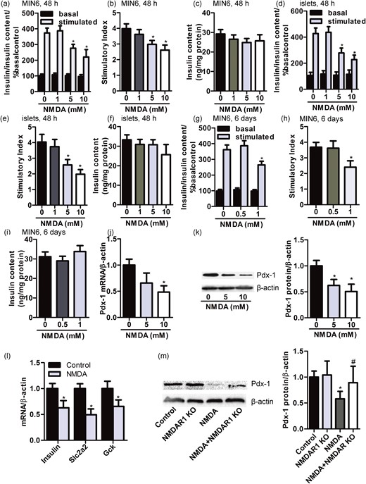 NMDA reduces insulin secretion of β-cell by reduction of Pdx-1. Bar graphs demonstrating insulin secretion during 1-hour incubation with 2.8 mM (basal) and 16.7 mM glucose (stimulated) from (a) MIN6 β-cells and (d) primary islets treated with different concentrate of NMDA (1, 5, and 10 mM) for 48 hours, normalized to insulin content and basal secretion of the 0-mM group. The insulin stimulatory index denotes the ratio of secreted insulin during 1-hour incubation with 16.7 mM to that secreted during 1-hour incubation with 2.8 mM glucose in (b) MIN6 β-cells and (e) primary islets treated with different concentrate of NMDA (1, 5, and 10 mM) for 48 hours. The insulin content of (c) MIN6 cells and (f) primary islets treated with different concentrate of NMDA (1, 5, and 10 mM) for 48 hours (n = 5; *P < 0.05 vs the 0-mM NMDA group). (g) Bar graphs demonstrating insulin secretion during 1-hour incubation with 2.8 mM (basal) and 16.7 mM glucose (stimulated) from MIN6 β-cells treated with different concentrate of NMDA (0.5 and 1 mM) for 6 days, normalized to insulin content and basal secretion of the 0-mM group. (h) The insulin stimulatory index denotes the ratio of secreted insulin during 1-hour incubation with 16.7 mM to that secreted during 1-hour incubation with 2.8 mM glucose in MIN6 β-cells treated with different concentrate of NMDA (0.5 and 1 mM) for 6 days. (i) The insulin content of MIN6 cells treated with different concentrate of NMDA (0.5 and 1 mM) for 6 days (n = 4; *P < 0.05 vs the 0-mM NMDA group). The expression of (j) Pdx-1 mRNA and (k) protein in MIN6 β-cells treated with different concentrate of NMDA (5 and 10 mM) for 48 hours (n = 4; *P < 0.05 vs the 0-mM NMDA group). (l) Bar graphs representing the mRNA expression of Pdx-1 target genes including Insulin, Slc2a2, and Gck in MIN6 β-cells treated with or without NMDA (10 mM) for 48 hours as assessed by quantitative real-time PCR (n = 5; *P < 0.05 vs the control group). (m) Western blot and bar graphs showing the protein expression of Pdx-1 in RINm5f β-cells treated with NMDA (10 mM) for 48 hours with or without NMDAR1 sgRNA (n = 4; F = 6.163; *P < 0.05 vs the control group; #P < 0.05 vs the NMDA group).