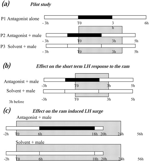 Schematic representation of the protocols used in the pharmacological study. In all the experiments empty bars indicate the period of solvent infusion, black bars the period of antagonist infusion, and the hatched box the period of presence of the ram. (a) Pilot study: the antagonists P234 and P271 (10−8 to 10−4 M) were administered for 3 hours starting 1 hour before ram introduction. The ram was present for 4 hours and blood samples were collected every 15 minutes during the whole study. (b) Effect on the short-term LH response to the ram: the antagonist P234 (10−6 M) was administered for 3 hours starting 1 hour before ram introduction. The ram was present for 3 hours and blood samples were collected every 15 minutes during the whole study. (c) Effect on the ram-induced LH surge: antagonist P271 (10−4 M) was administered for 12 hours starting 6 hours after ram introduction. Blood samples were taken hourly until 24 hours after introduction of the ram (24 hours) and every 4 hours for the next 32 hours (until 56 hours). The ram was present the whole study.