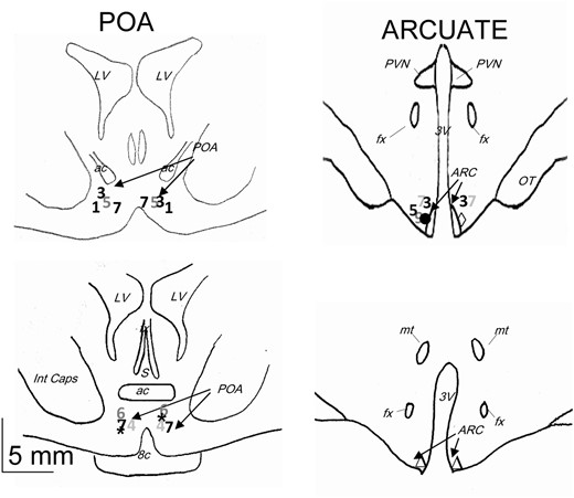 Schematic representation of the localization of the tip of dialysis probes used in the short-term experiment. Numbers and symbols correspond to the different ewes: *ewe 2; ●, ewes 1 and 6, left side; ◊, ewes 1, 5, 6, and 9, right side; ∆, ewes 2, 4, 8, and 10. 3V, third ventricle; ac, anterior commissure; fx, fornix; Int caps, internal capsule; LV, lateral ventricle; mt, mammilothalamic tract; oc, optic chiasma; ot, optic tract; PVN, paraventricular nucleus.