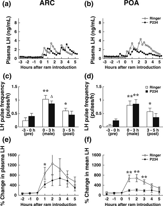 Effect of the Kiss antagonist P234 on the short-term LH response of anestrus ewes exposed for 3 hours to sexually active rams (short-term experiment). Ewes were their own controls, and P234 or solvent was administered by retrodialysis (in random order) for 3 hours starting 1 hour before the male was introduced to ewes implanted in the ARC (a, c, e; n = 10 ) or POA (b, d, f; n = 7). (a and b) Changes in LH secretion in two representative ewes. ○, Ringer solution session; ●, antagonist session. (c and d) Mean pulse frequency per hour ± standard error of the mean (SEM) before ram introduction (−3 hours to T0), during ram presence (T0 to +3 hours), after ram withdrawal (+3 hours to 5 hours). Open bars, values during the Ringer solution session; black bars, values during the antagonist session. (e and f) Percentage change in mean LH concentration (±SEM) compared with the mean concentration during the hour before introduction of the male. ○, Ringer solution session; ●, antagonist session. The rams were introduced just after the sample T0 was collected. *P < 0.05, **P < 0.02, ∆P = 0.067 compared with before (Wilcoxon test).