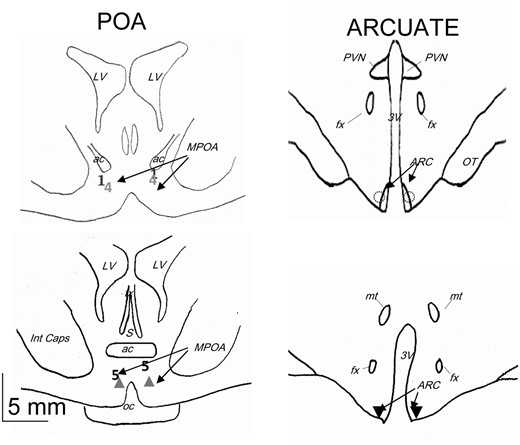 Schematic representation of the localization of the tip of dialysis probes used in the LH surge experiment. Numbers and symbols correspond to the different ewes: ▲, ewes 2 and 3; ◌, ewes 6, 7, and 8; ▼, ewes 9, 10, and 11. 3V, third ventricle; ac, anterior commissure; fx, fornix; Int caps, internal capsule; LV, lateral ventricle; MPOA, medial preoptic area; mt, mammilothalamic tract; oc, optic chiasma; ot, optic tract; PVN, paraventricular nucleus; S, septum.