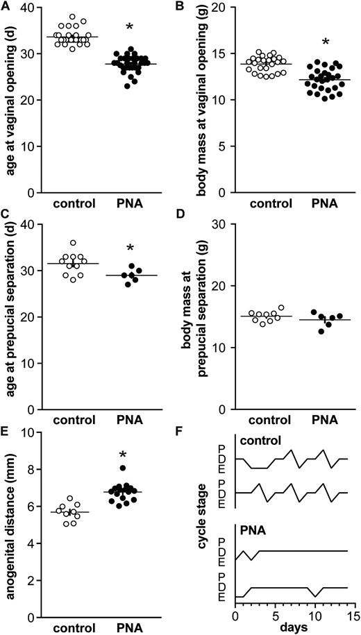 Characterization of PNA animals. (A) Age and (B) body mass at vaginal opening in control (open symbols) and PNA (filled symbols) females. (C) Age and (D) body mass at preputial separation in control and PNA males. (E) Anogenital distance in adult female littermates of mice that were used for recording before puberty. (F) Representative estrous cycles in adult female littermates: *P < 0.05 control vs PNA, unpaired Student t test in all but (A) in which a Mann-Whitney U test was used. D, diestrus; E, estrus; P, proestrus.