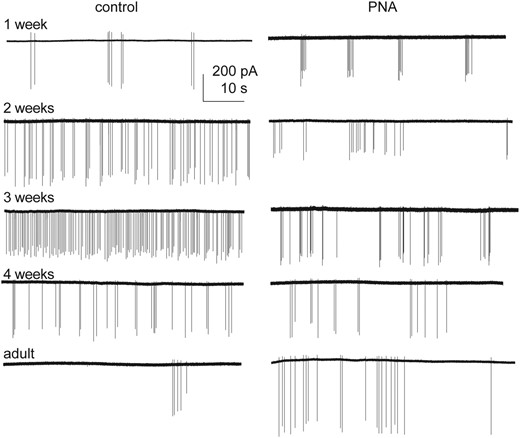 Activity of GnRH neurons from female mice changes with age and prenatal androgenization. One-minute representative raw recordings of GnRH neurons from control (left) and PNA (right) females.
