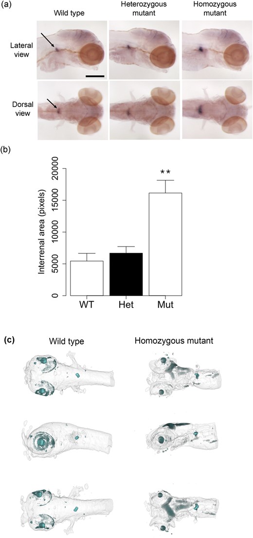 Zebrafish cyp21a2 mutants have enlarged interrenal tissue at 120 hpf. (a) Expression of cyp17a2 in 120-hpf cyp21a2uob2122 wild-type, heterozygous, and homozygous cyp21a2uob2122 mutant larvae in lateral (upper panel) and dorsal (lower panel) views. The area of cyp17a2-positive interrenal tissue (arrows) is enlarged in homozygous mutants. n = 6 each. Scale bar: 0.25 mm. (b) Quantification of the area of cyp17a2-positive interrenal tissue in 120-hpf cyp21a2uob2122 larvae. The interrenal tissue is significantly larger in homozygous mutants (Mut) than in wild-type (WT) and heterozygous (Het) siblings (ANOVA: F = 12.15, df = 2,15, P = 0.0007; Tukey: WT vs. Het P = 0.895, WT vs. Mut P = 0.003, Het vs. Mut P = 0.003). **P < 0.01 compared with wild types and heterozygotes. n = 4 to 8 each. (c) OPT imaging of 120-hpf cyp21a2 larvae after WISH for cyp17a2 reveals an enlarged interrenal gland in cyp21a2uob2122 homozygous mutants (right) compared with wild-type siblings (left). Whole-mount ventral (upper), lateral (middle), and dorsal (lower) views are shown.