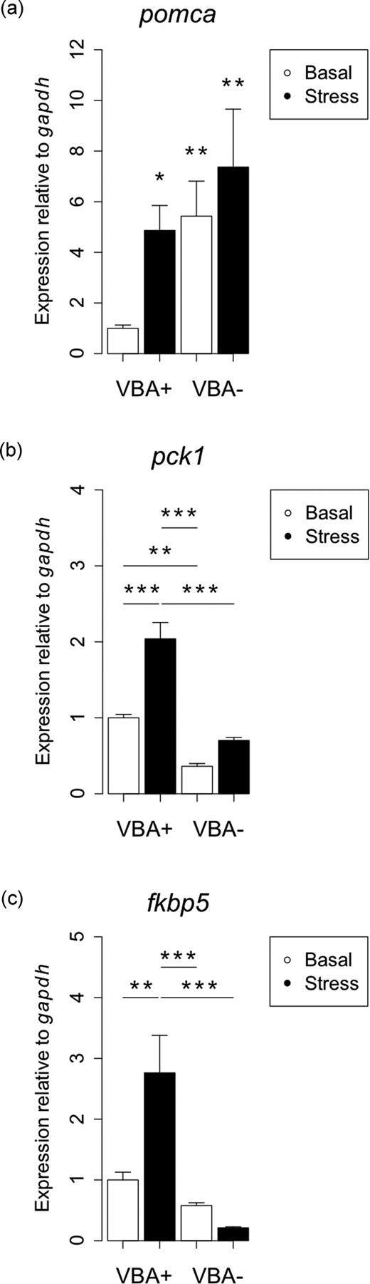 Zebrafish cyp21a2 mutants have a dysregulated HPI axis. Analysis of baseline and stress-induced transcript levels of pomca, fkbp5, pck1 in 120-hpf VBA+ (wild-type) vs. their VBA− (mutant) siblings by qPCR. Expression is relative to the control gene gapdh. (a) Expression of pomca is affected by VBA response (genotype) and stress treatment (two-way ANOVA: VBA/stress interaction F = 4.15, df = 1,20, P = 0.05). Expression increases in VBA+ larvae in response to stress (*P = 0.01), and expression in VBA− larvae under control (**P = 0.007) and stressed (**P = 0.002) conditions is higher than VBA+ baseline levels. Analysis carried out on log-transformed data; untransformed data are plotted. n = 6 each. (b) Expression of pck1 is affected by VBA response and stress treatment (two-way ANOVA: VBA/stress interaction F = 9.59, df = 1,16, **P = 0.006). Expression is lower in VBA− larvae than in VBA+ larvae under baseline (***P = 0.005) and stressed (***P < 0.0001) conditions. Expression increases in VBA+ larvae in response to stress (***P < 0.0001), but stress has no effect on expression levels in VBA− larvae (P = 0.18). n = 5 each. (c) Expression of fkbp5 is affected by VBA response and stress treatment (two-way ANOVA: VBA/stress interaction F = 11.38, df = 1,16, ***P = 0.003). Expression in VBA+ larvae increases in response to stress (**P = 0.005), but stress has no effect on VBA− expression levels (P = 0.84). Expression of fkbp5 in VBA+ larvae under stress was significantly lower in VBA− than in VBA+ larvae (***P = 0.0001). n = 5 each.