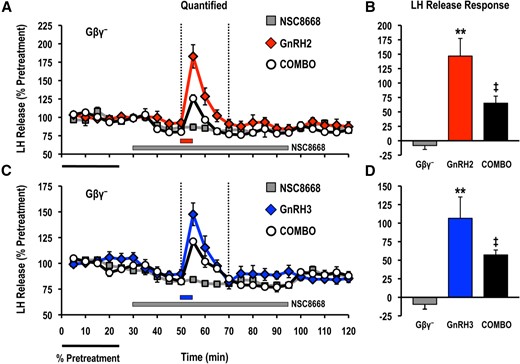 Effects of the Gβγ-binding inhibitor NSC8668 (Gβγ−; 10 μM) on LH release responses stimulated by (A, B) GnRH2 (100 nM) or (C, D) GnRH3 (100 nM). LH release profiles are shown in the left panel (A, C; gray solid square, inhibitor alone; red solid diamond, GnRH2 alone; blue solid diamond, GnRH3 alone; open circle, GnRH + inhibitor) and quantified net LH responses are shown on the right (B, D; mean ± standard error of the mean). Duration of LH release response quantification is indicated by the vertical dotted lines. LH release responses were expressed as a percentage of the pretreatment values (% pretreatment, average of the first 5 perifusion fractions collected; black horizontal bar; 4.08 ± 0.14 ng/mL). Pooled responses are shown from 4 experiments (n = 8) using individual cell preparations from goldfish with gonads that were at a sexually matured/prespawning stage (April). The solid gray horizontal bar indicates the duration of the inhibitor treatment, whereas the red (GnRH2) or blue (GnRH3) horizontal bar represents the 5-minute exposure to either GnRH. Treatments that were significantly different from one another are identified by different symbols (** vs ‡; analysis of variance followed by Tukey’s honest significant difference multiple comparisons; P < 0.05).