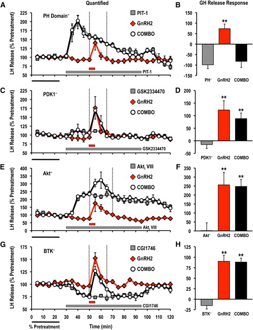 Effects of selective small molecule inhibitors of PtdIns(3,4,5)P3-sensitive (A, B) PH domain interactions (PIT-1; PH−; 100 μM), (C,D) PDK1 (GSK2334470; PDK1−; 3 μM), (E, F) Akt (Akti VIII; Akt−; 10 μM), and (G, H) BTK (CGI1746; BTK−; 1 μM) on basal and GnRH2-stimulated LH release responses. For each panel, LH release profiles are shown on the left (A, C, E, G: gray solid square, inhibitor alone; red solid diamond, GnRH2 alone; open circle, GnRH2 + inhibitor), and quantified LH release responses are shown on the right (B, D, F, H). Duration of LH release response quantification is indicated by the vertical dotted lines. LH release responses were expressed as a percentage of the pretreatment values (% pretreatment, average of the first 5 perifusion fractions collected; black horizontal bar; 2.62 ± 0.39 ng/mL; n = 8, from 4 independent cell preparations). Pooled responses from experiments with pituitary cells prepared from goldfish in February to August (PIT-1, completed in February to March, times of gonadal recrudescence; GSK2334470, completed in February to April, time of gonadal recrudescence to sexually matured/prespawning; Akti VIII, completed in July to August, time of year with regressed gonads; CGI1746, completed in February, time of gonadal recrudescence) are shown. The gray horizontal bar indicates the duration of the inhibitor treatment, whereas the red horizontal bar represents the 5-minute GnRH2 (100 nM) exposure. Treatments that were significantly different from one another are identified by different symbols (** vs ‡; analysis of variance followed by Tukey’s honest significant difference multiple comparisons; P < 0.05).